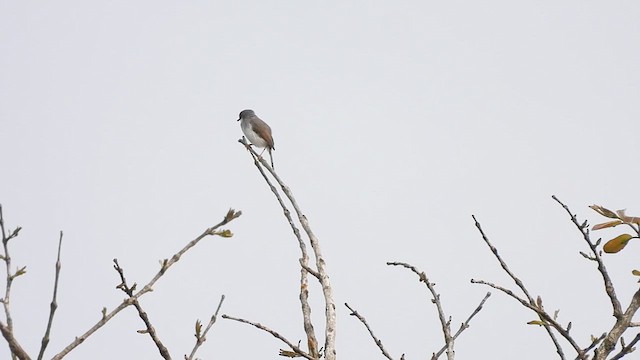 gråbrystprinia - ML619478036