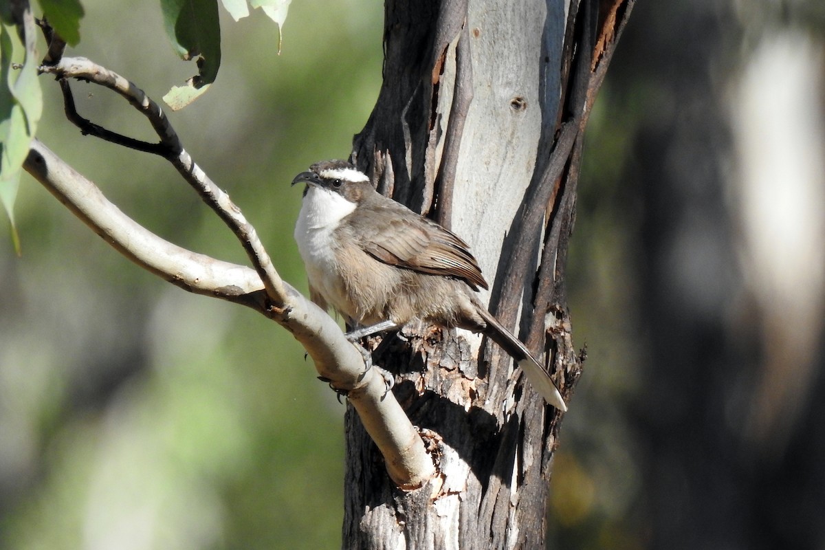 White-browed Babbler - B Jenkins