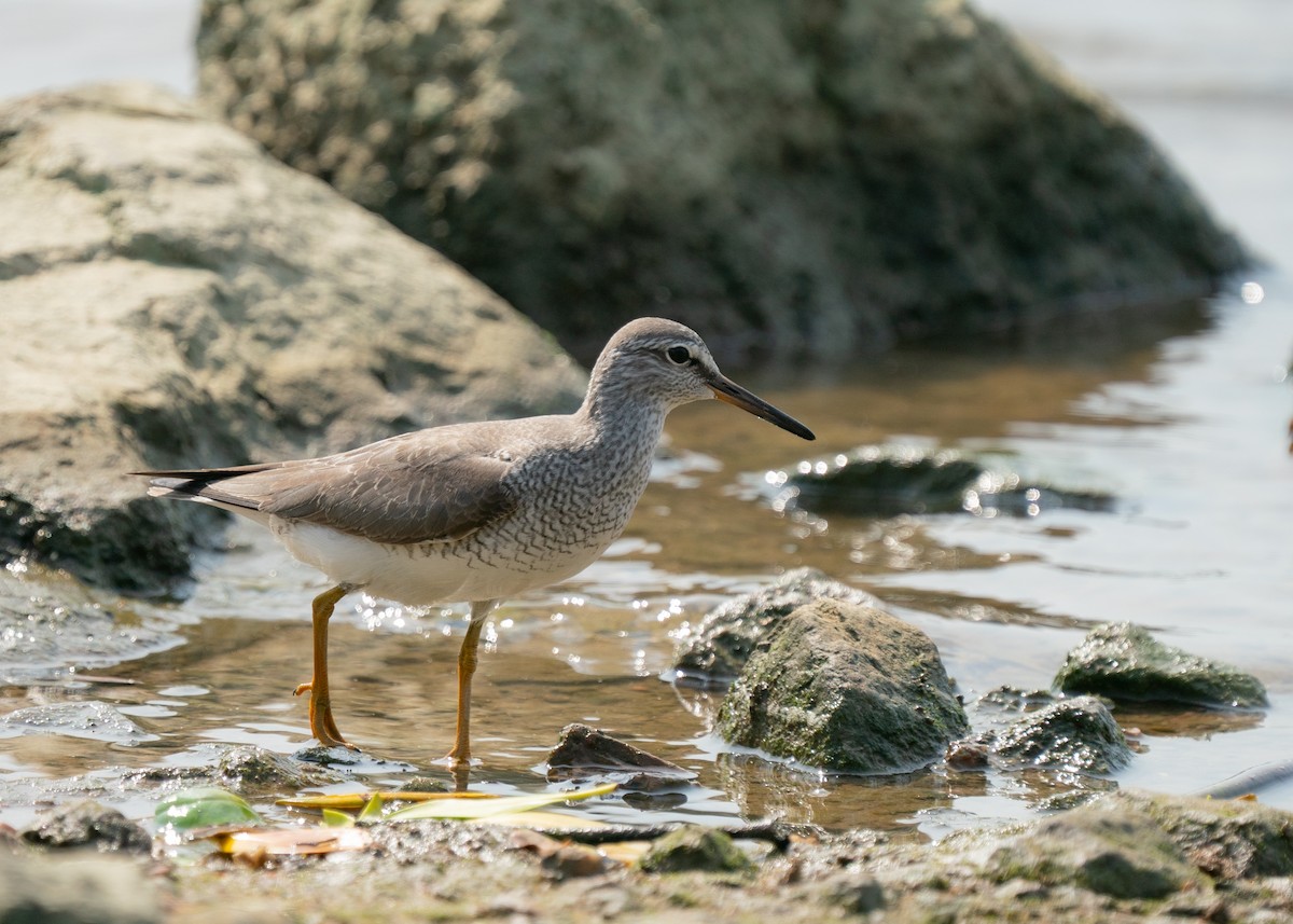 Gray-tailed Tattler - Reiügi ß