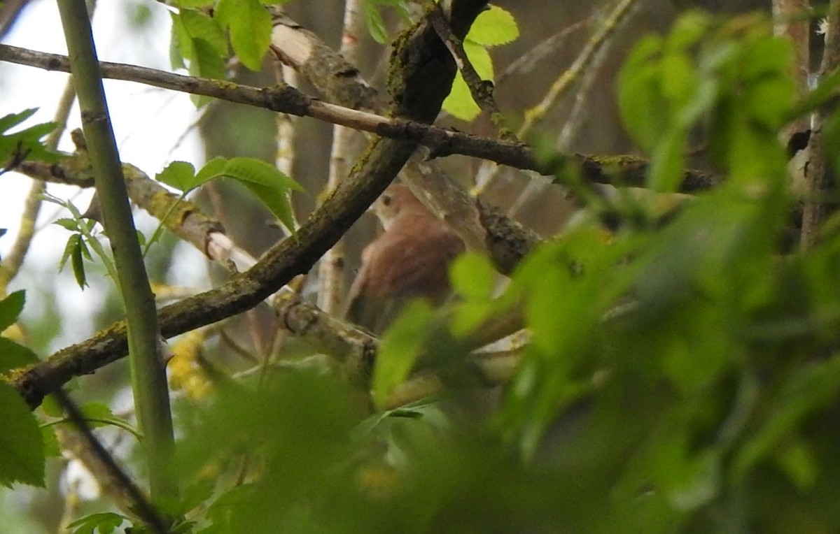 Common Nightingale - Antoni Ostoja-Lniski