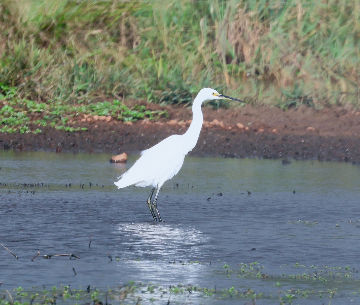 Little Egret - Peter Valentine