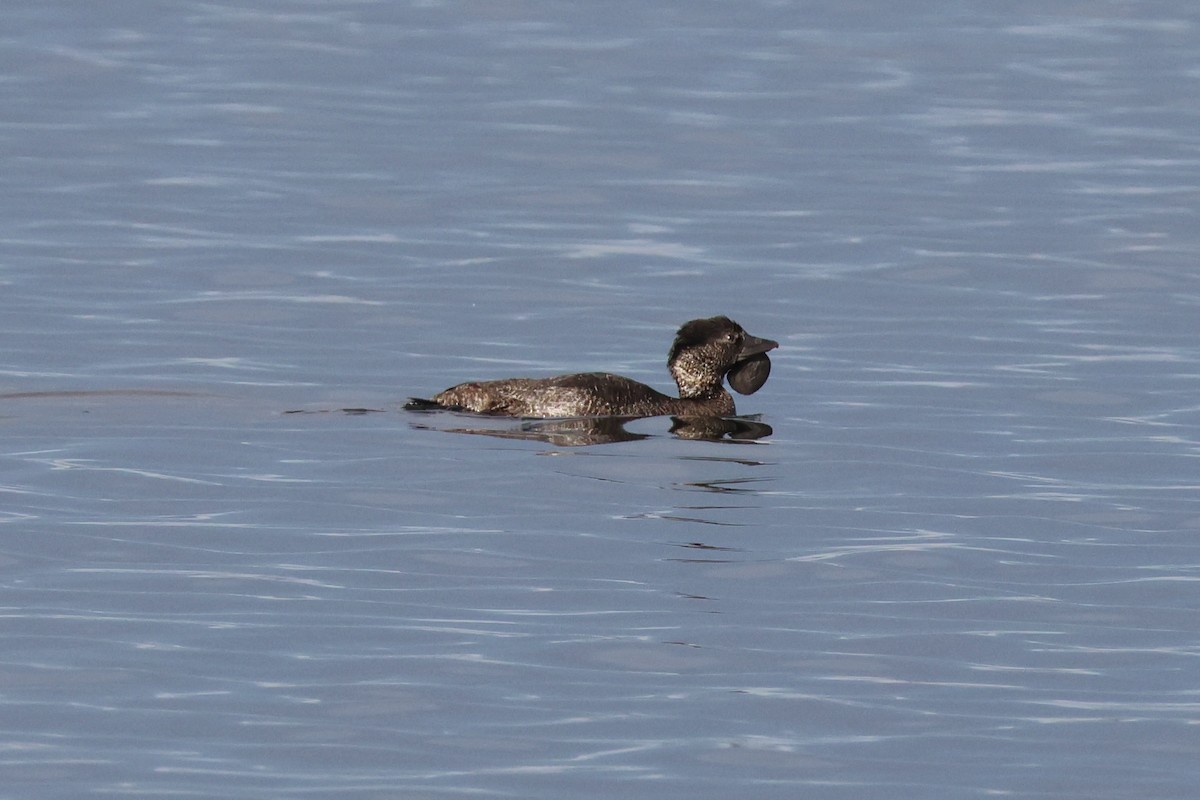 Musk Duck - Nishchey Nayar