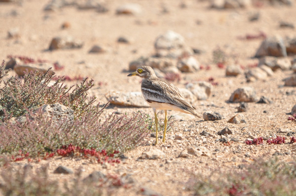 Eurasian Thick-knee - Samuel Hilaire