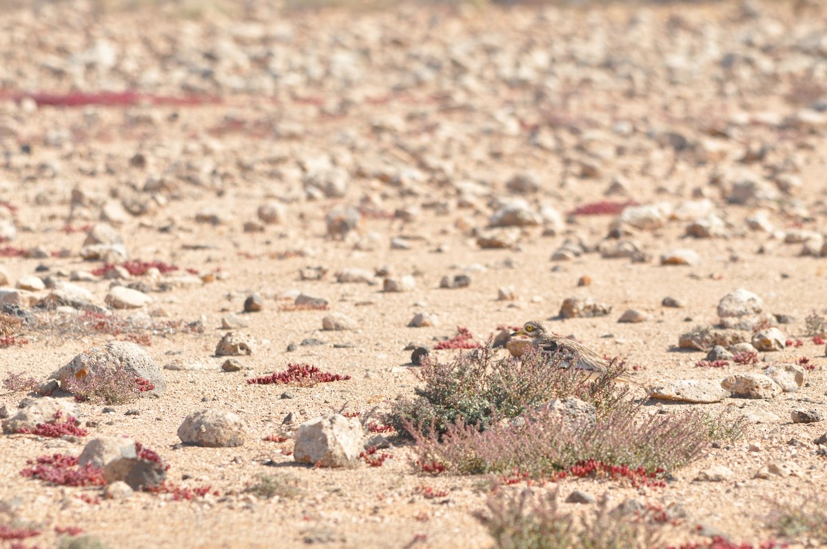 Eurasian Thick-knee - Samuel Hilaire