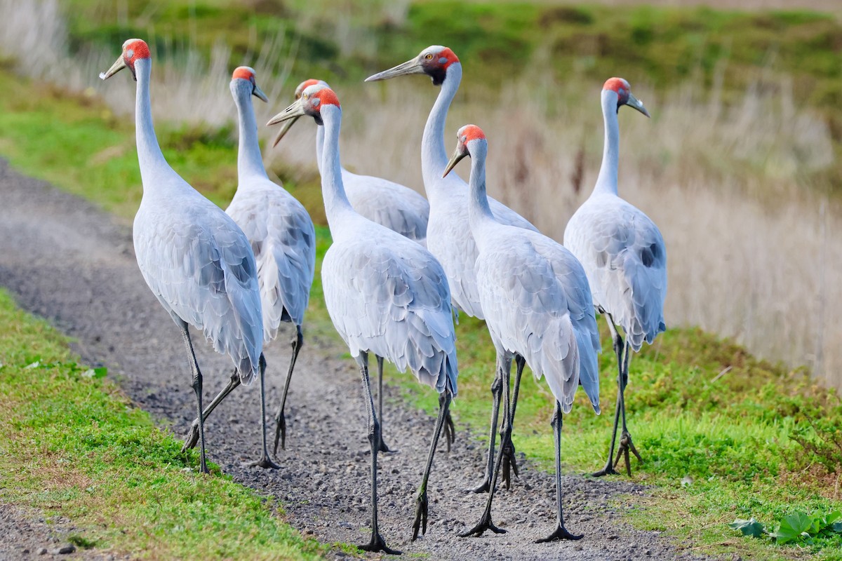 Brolga - Nishchey Nayar