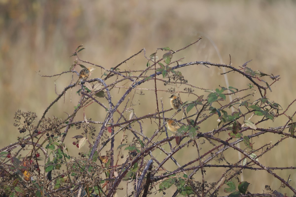 Golden-headed Cisticola - GEOFFREY SHINKFIELD