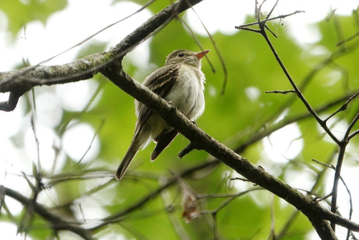 Acadian Flycatcher - deborah grimes