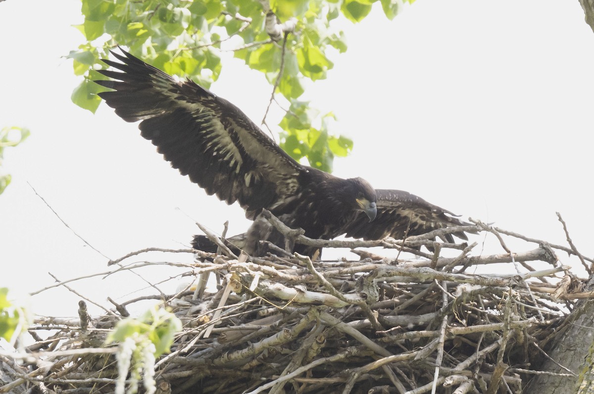 Bald Eagle - Jim Bille