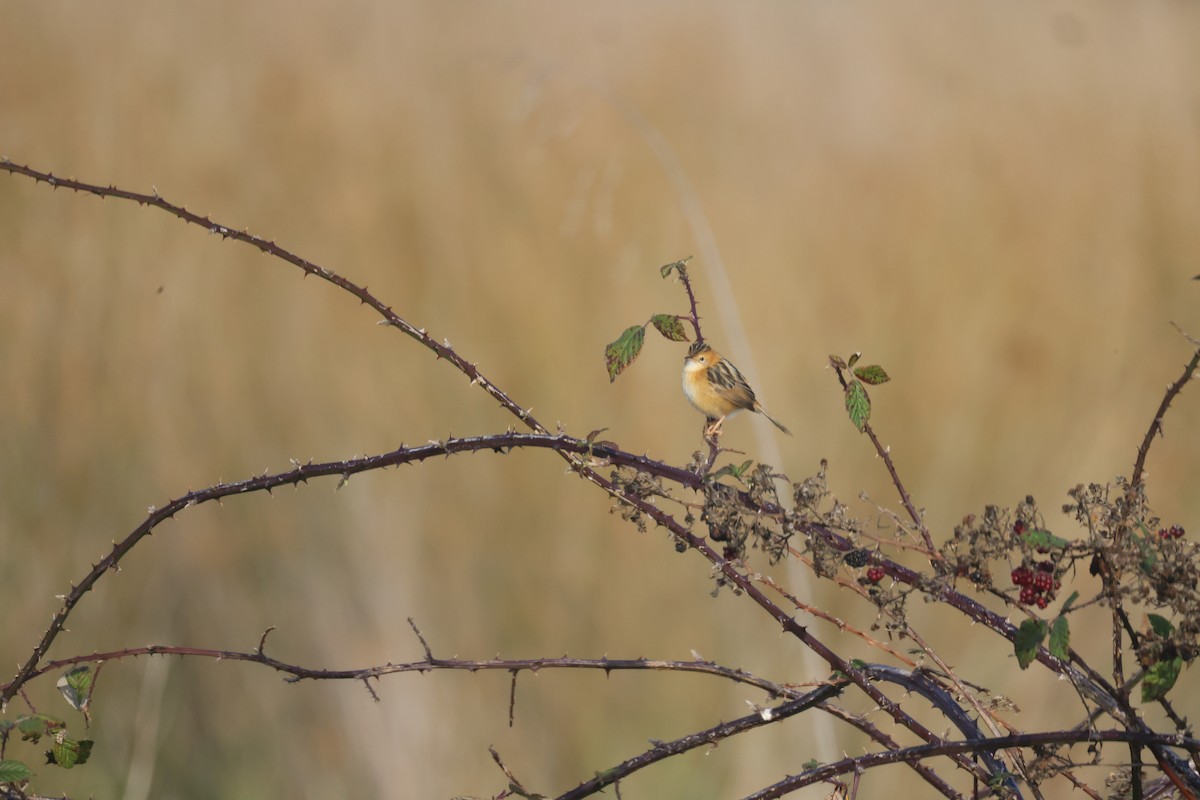 Golden-headed Cisticola - GEOFFREY SHINKFIELD