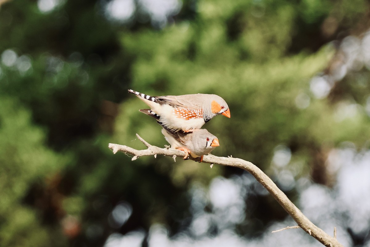 Zebra Finch - Nishchey Nayar