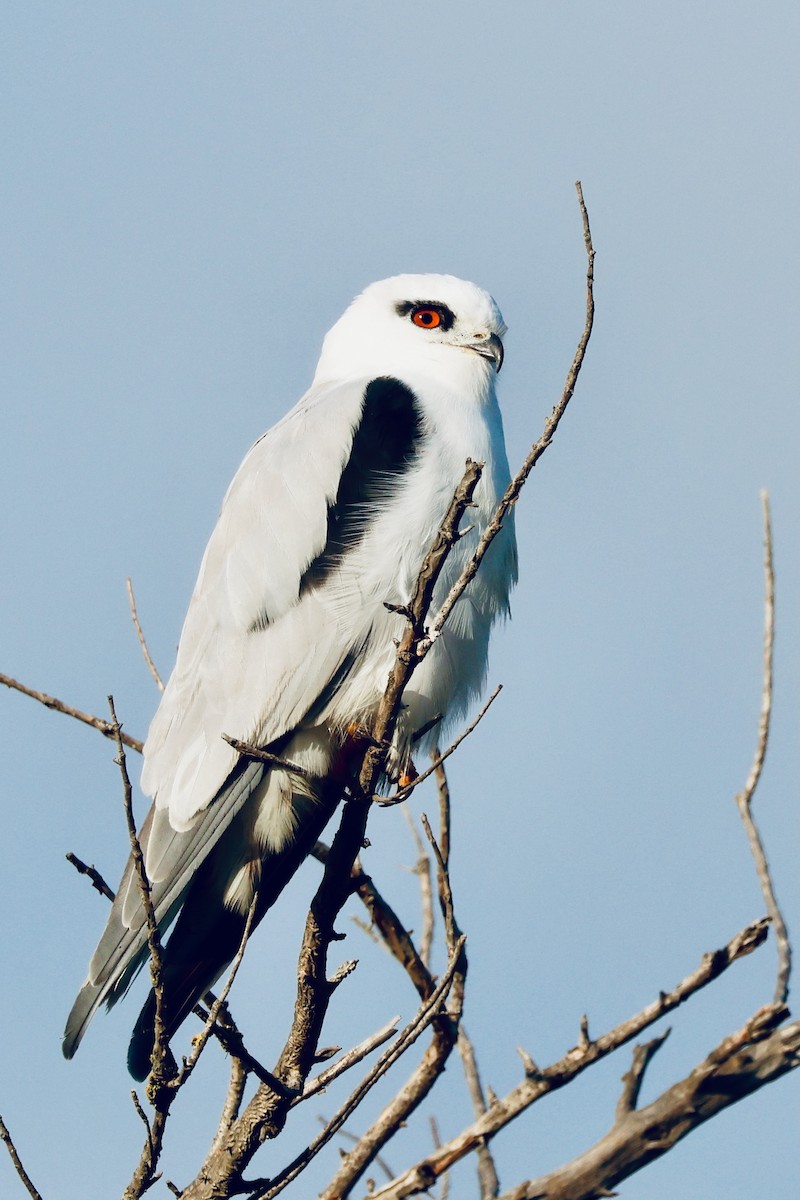 Black-shouldered Kite - Nishchey Nayar