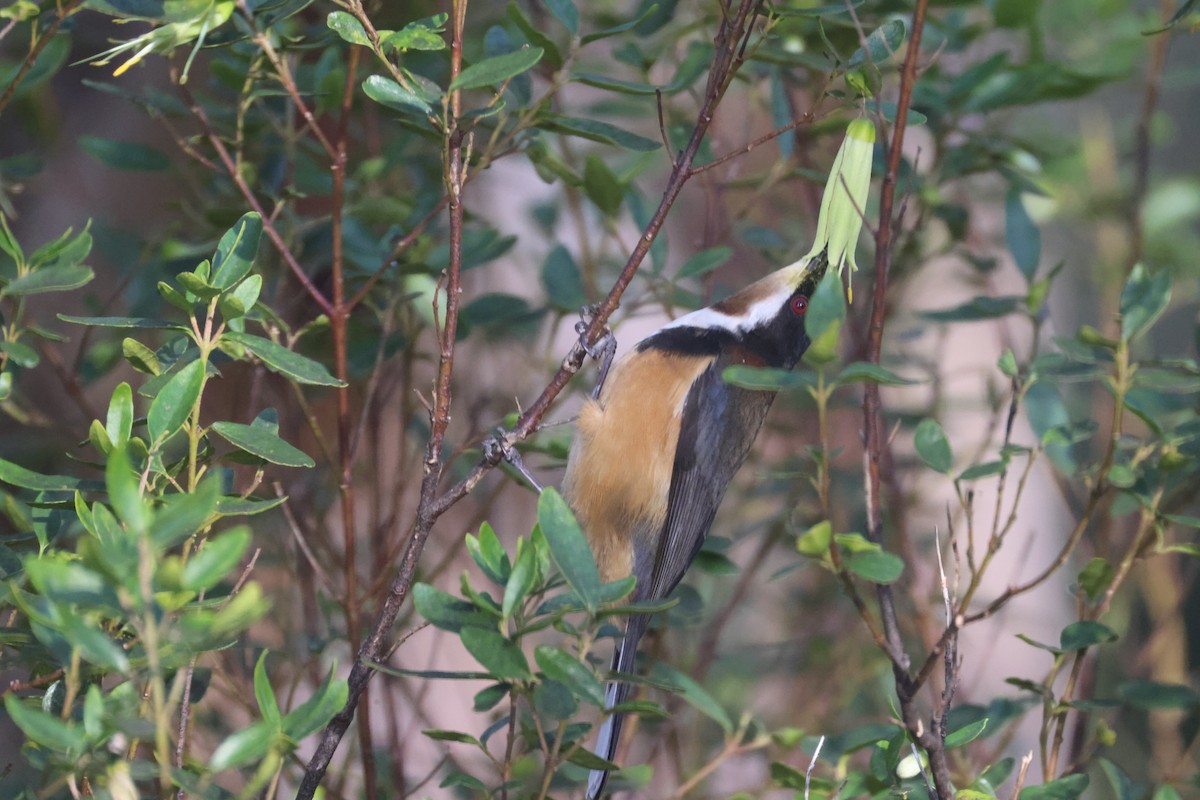 Eastern Spinebill - GEOFFREY SHINKFIELD