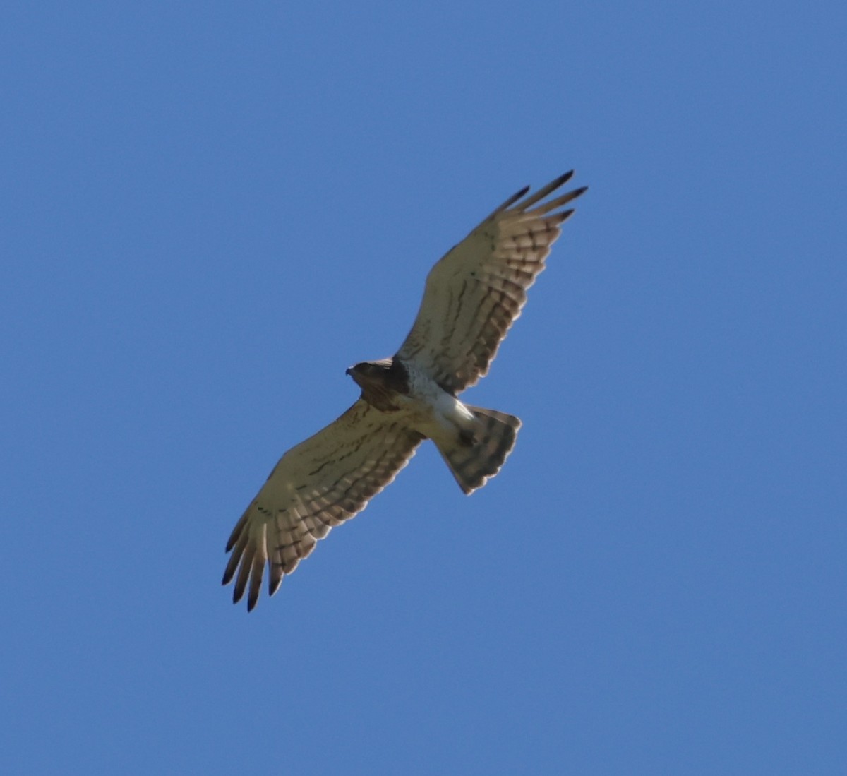 Short-toed Snake-Eagle - Faustino Chamizo Ragel