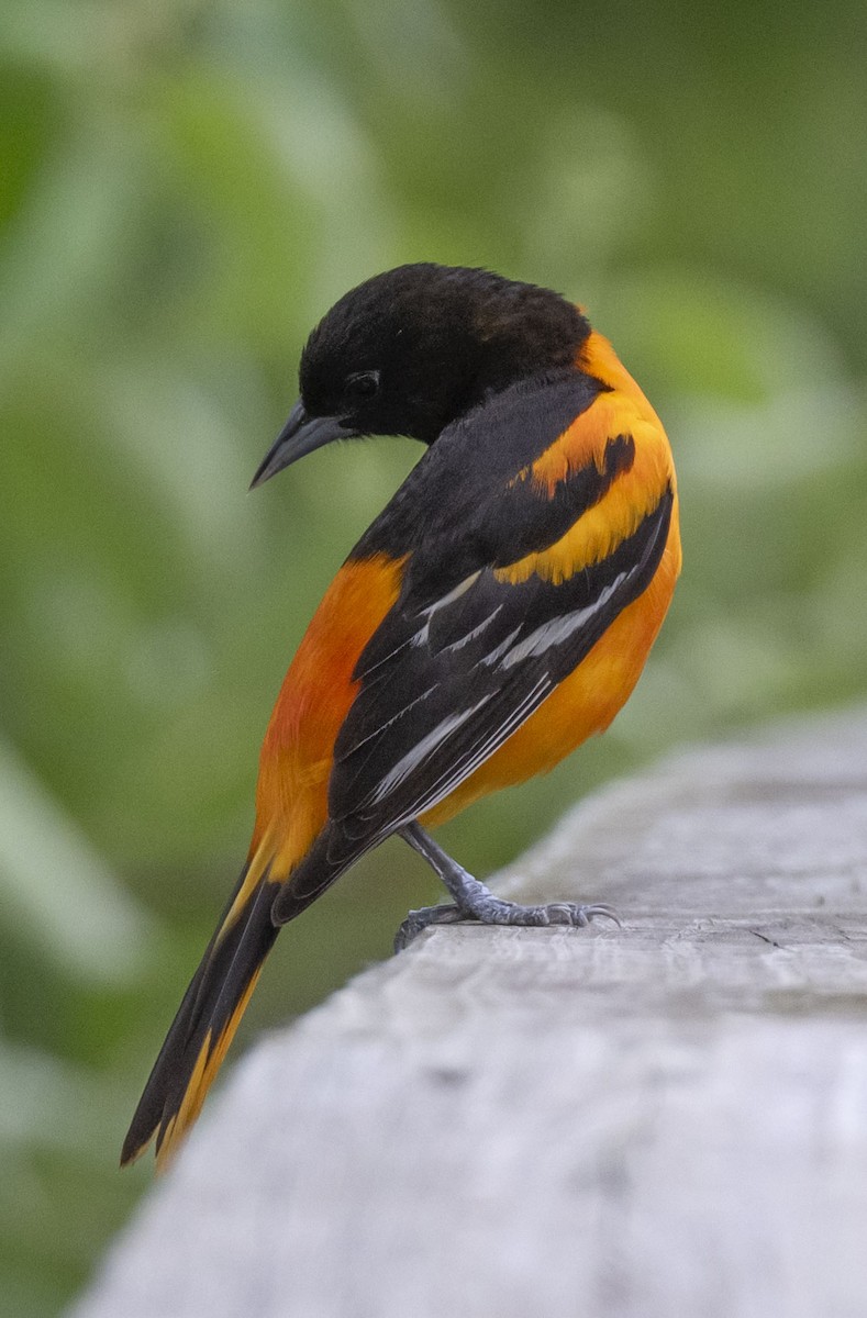 Baltimore Oriole - ML619478094