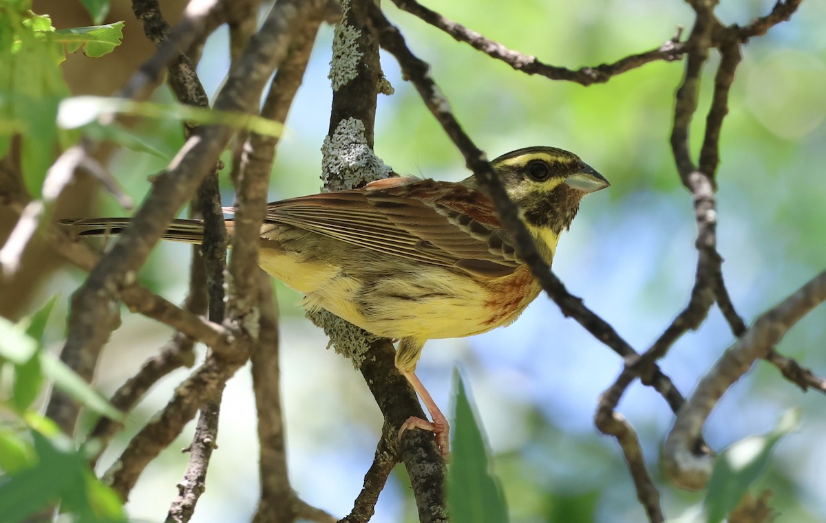 Cirl Bunting - Faustino Chamizo Ragel