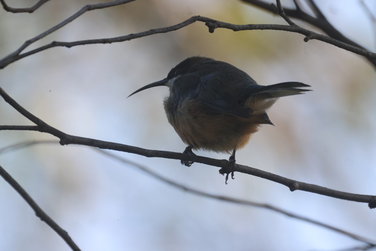 Eastern Spinebill - GEOFFREY SHINKFIELD