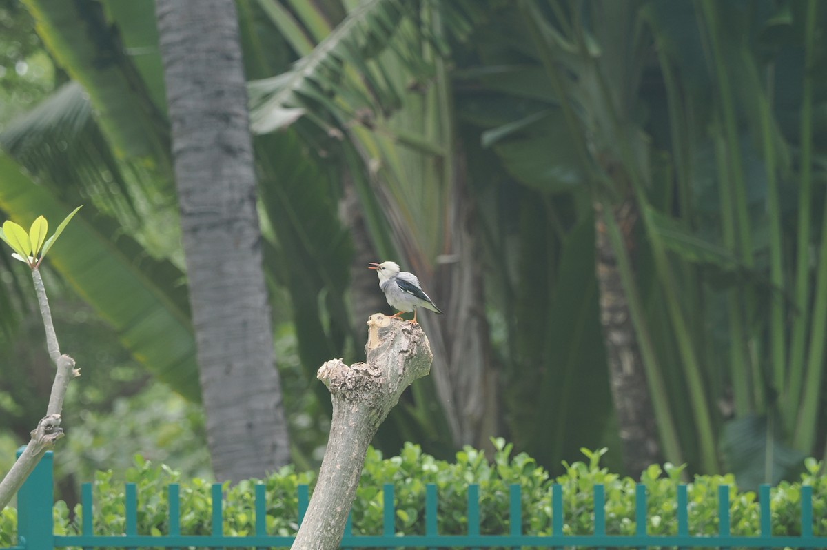 Red-billed Starling - ML619478113