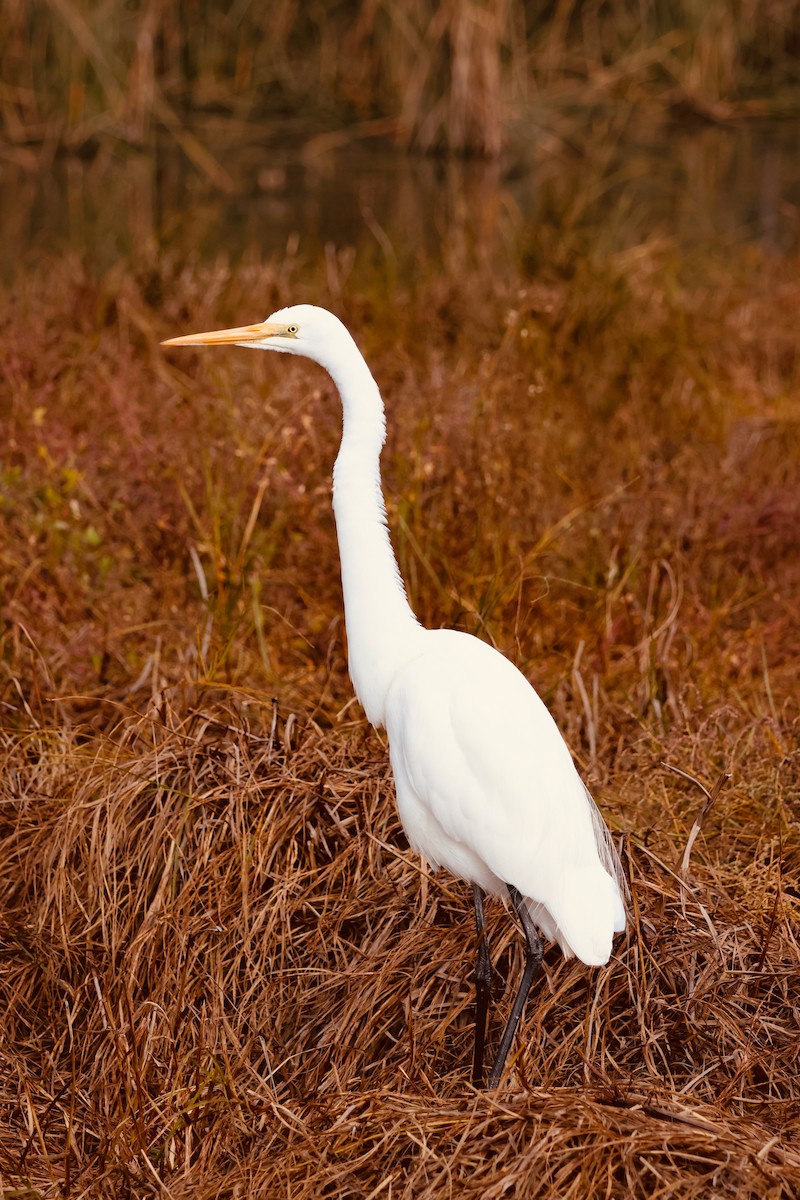 Great Egret - Nishchey Nayar