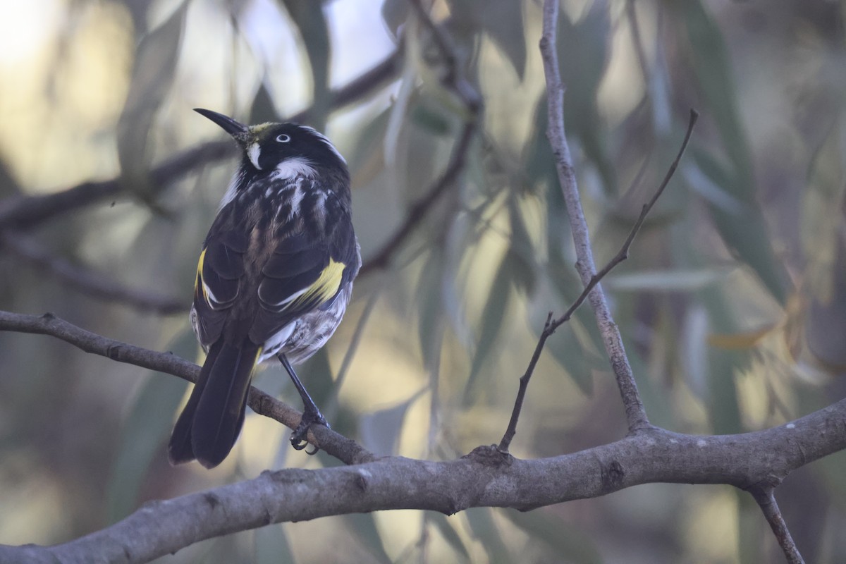 New Holland Honeyeater - GEOFFREY SHINKFIELD