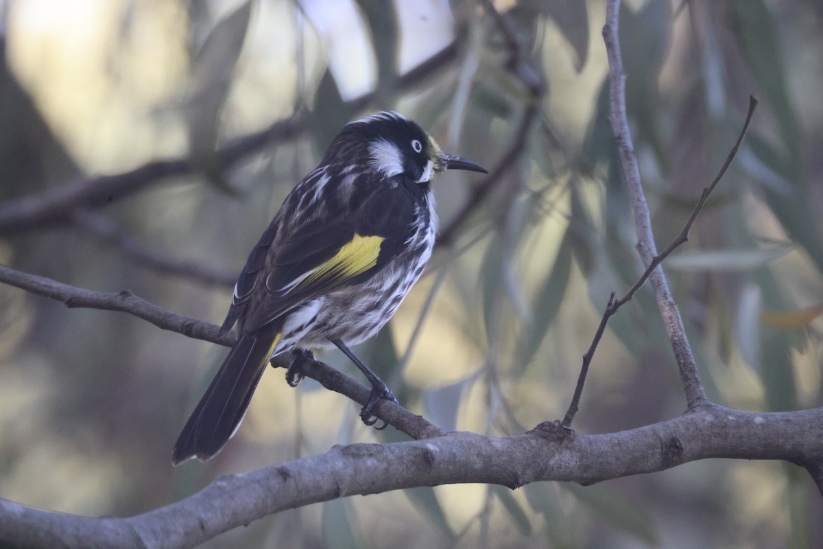 New Holland Honeyeater - GEOFFREY SHINKFIELD