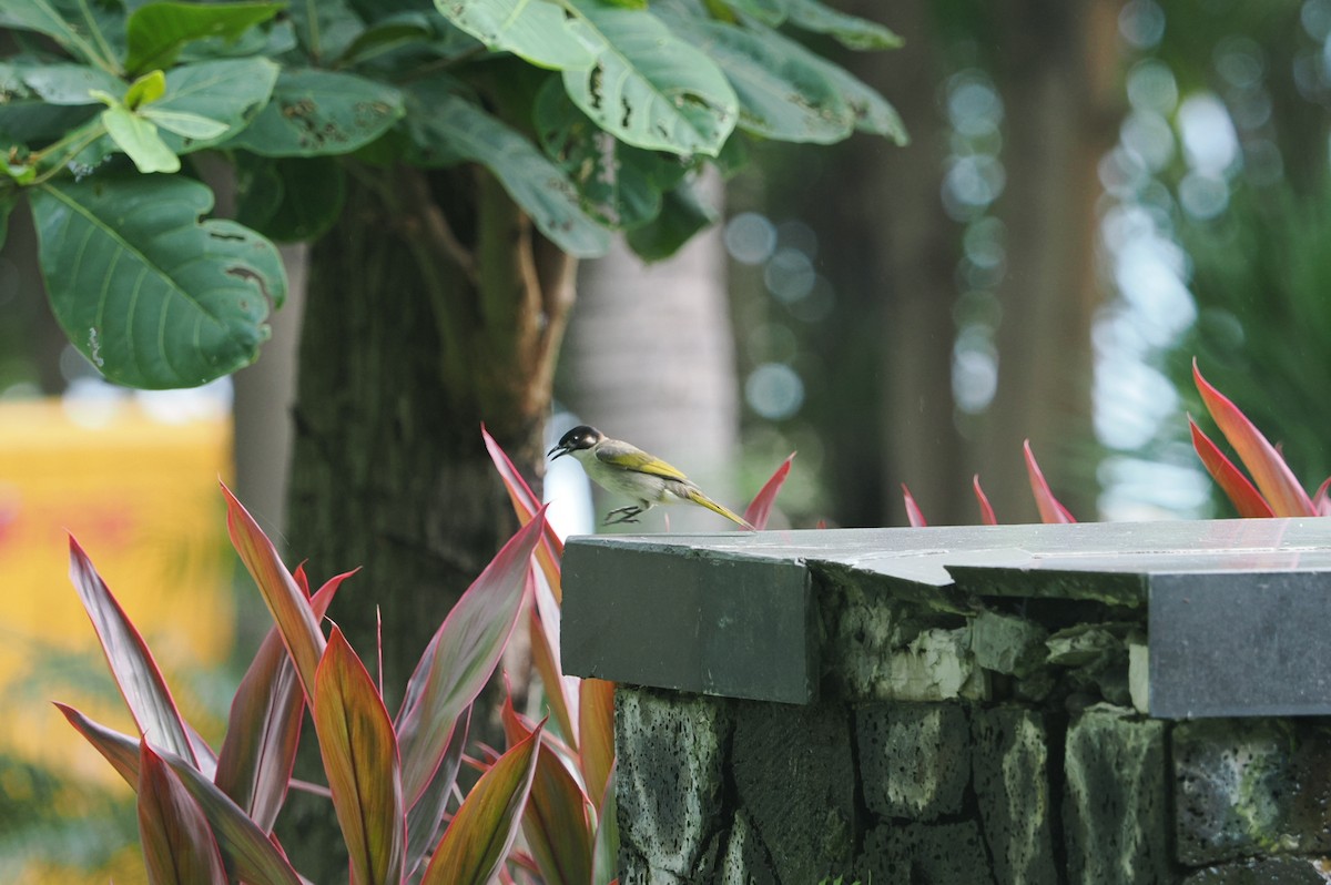 Light-vented Bulbul - Marius Grathwohl