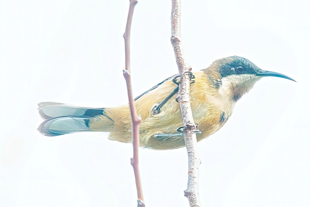 Eastern Spinebill - Alfons  Lawen