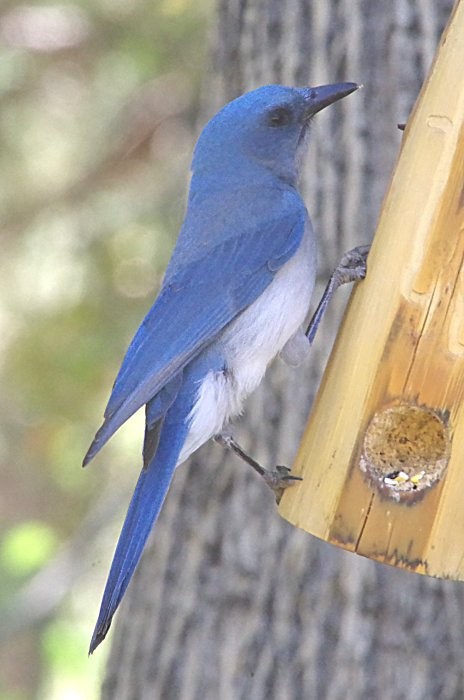 Mexican Jay - ML619478132