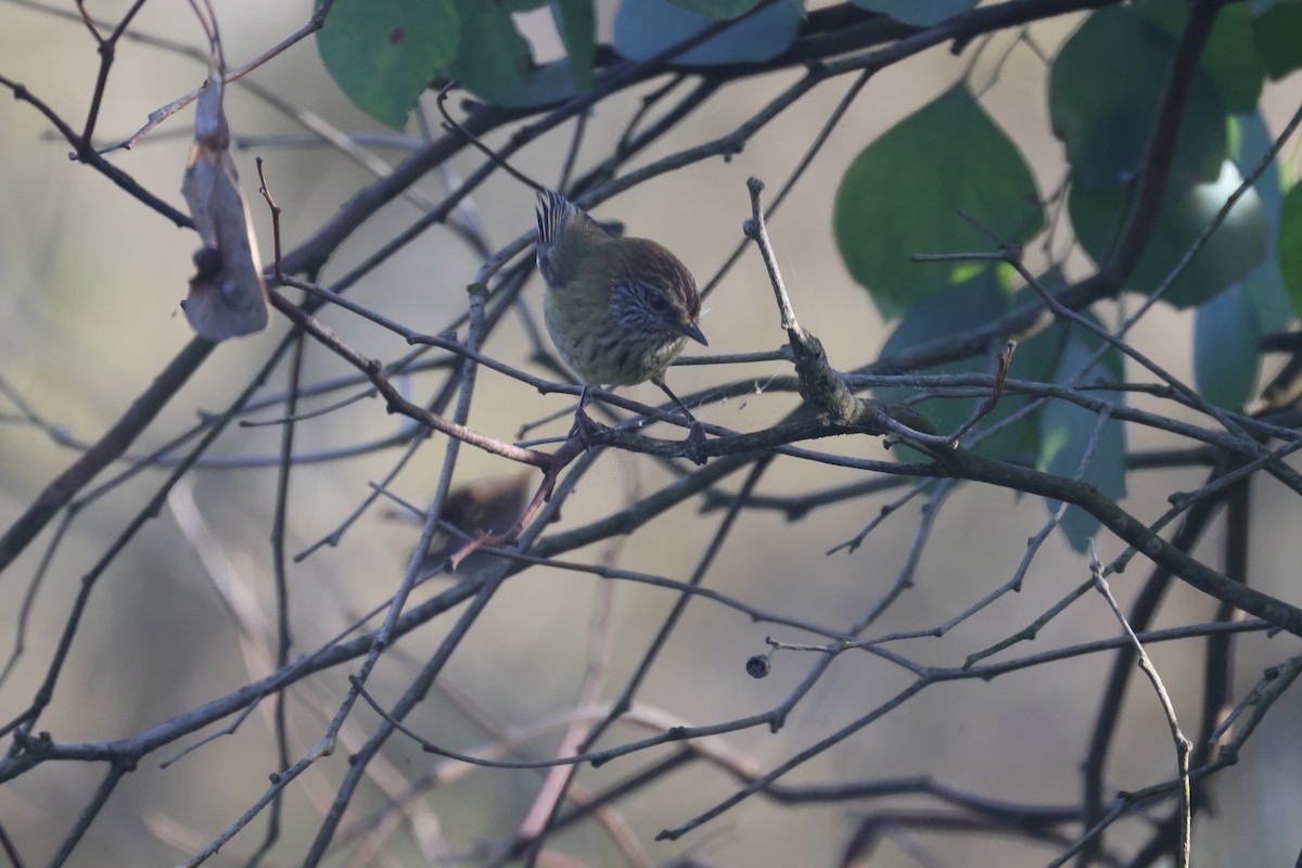 Striated Thornbill - GEOFFREY SHINKFIELD