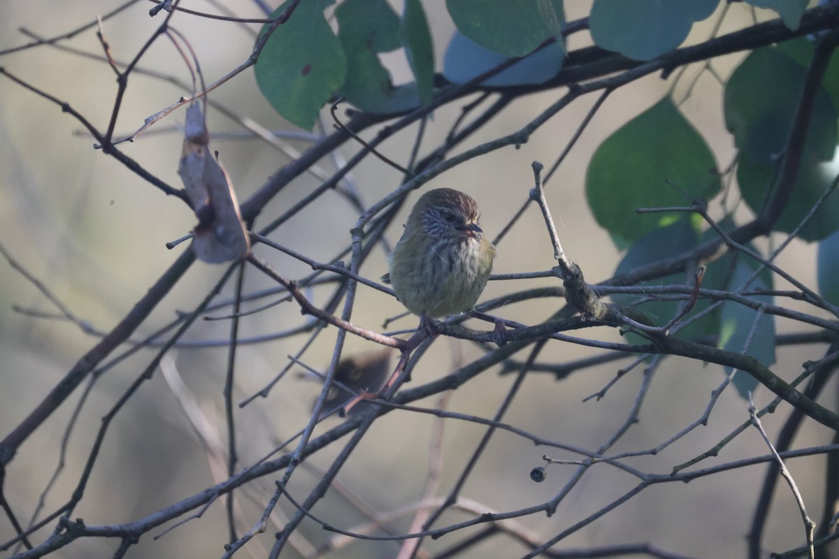 Striated Thornbill - GEOFFREY SHINKFIELD