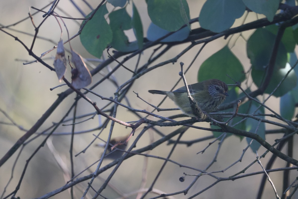 Striated Thornbill - GEOFFREY SHINKFIELD