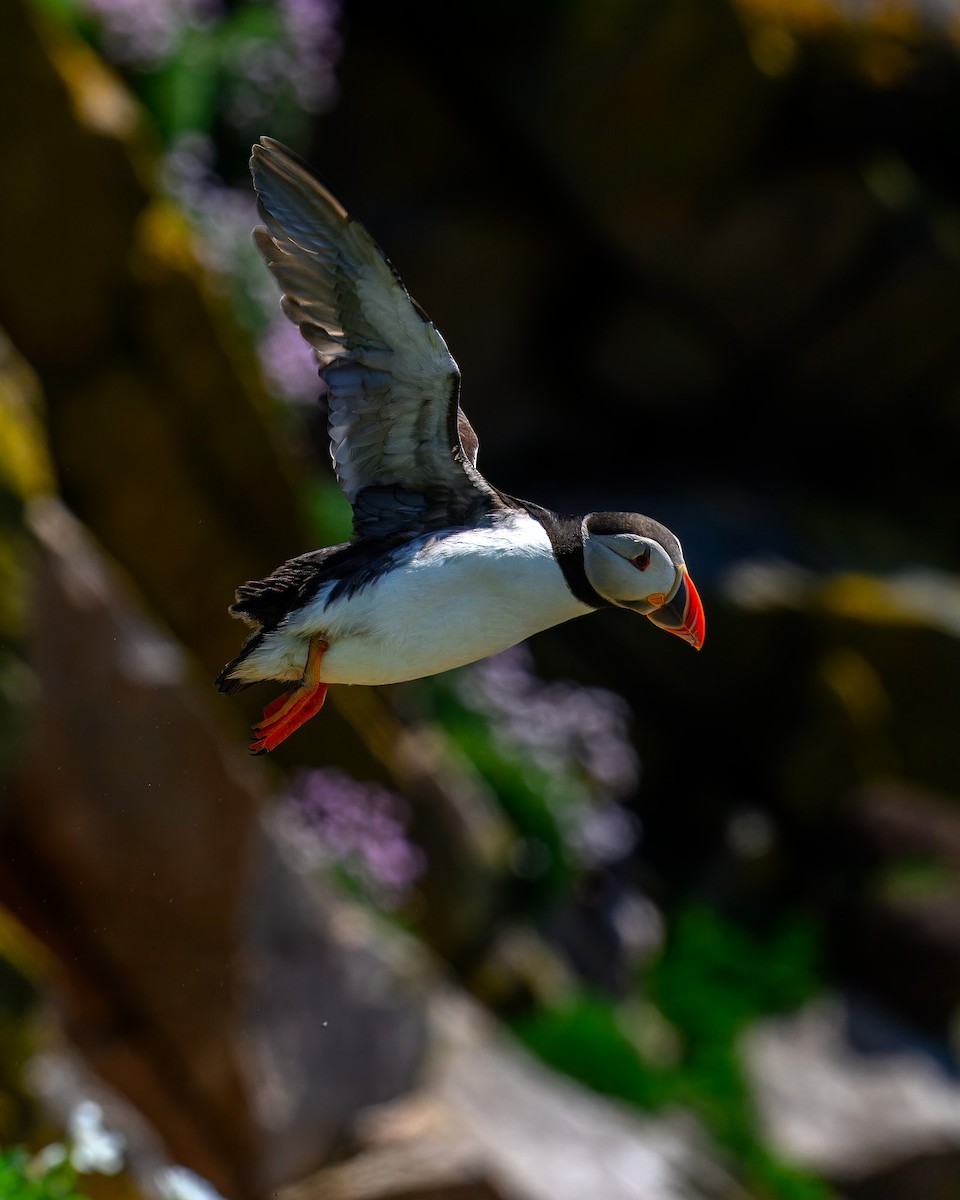 Atlantic Puffin - Ronan Toomey