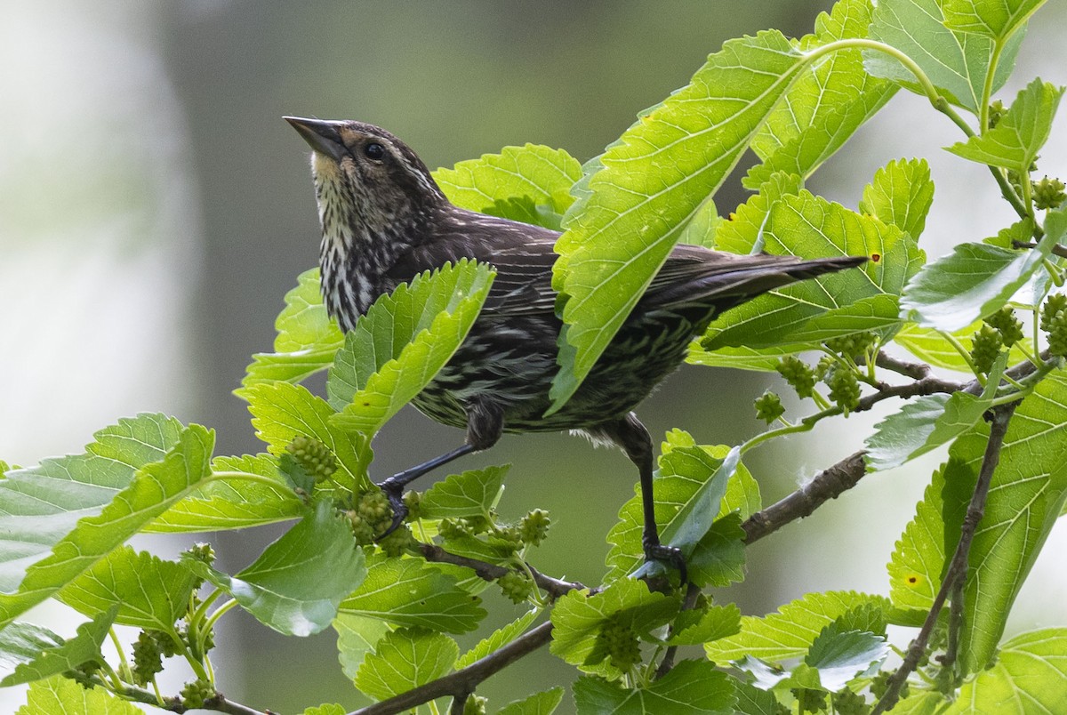 Red-winged Blackbird - Jim Bille