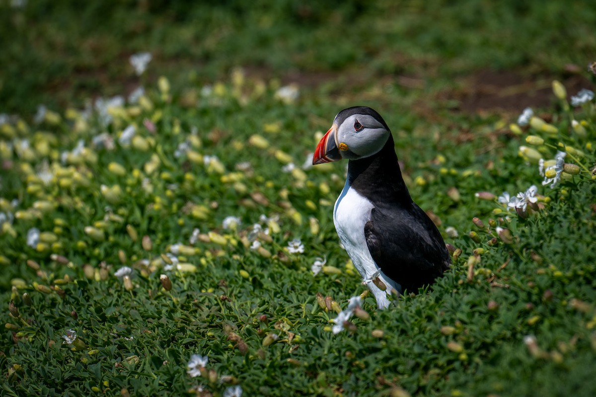 Atlantic Puffin - Ronan Toomey