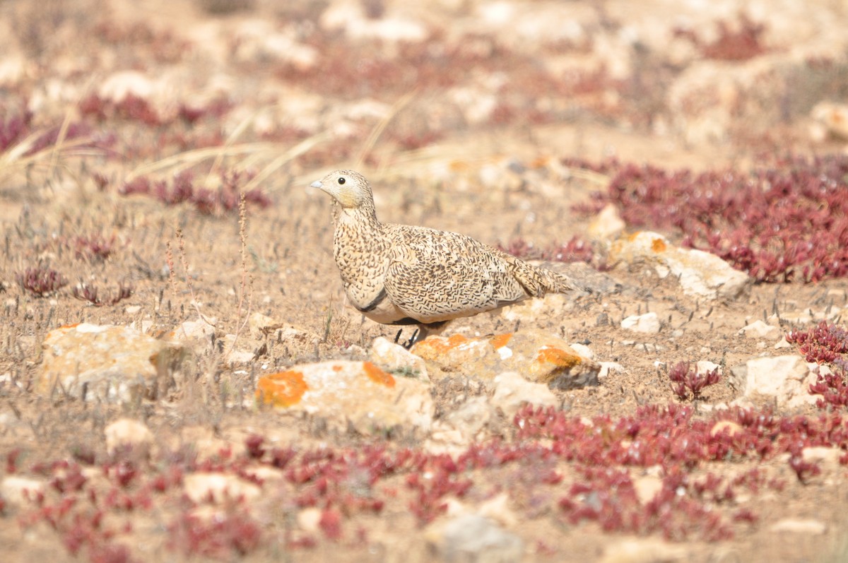 Black-bellied Sandgrouse - Samuel Hilaire