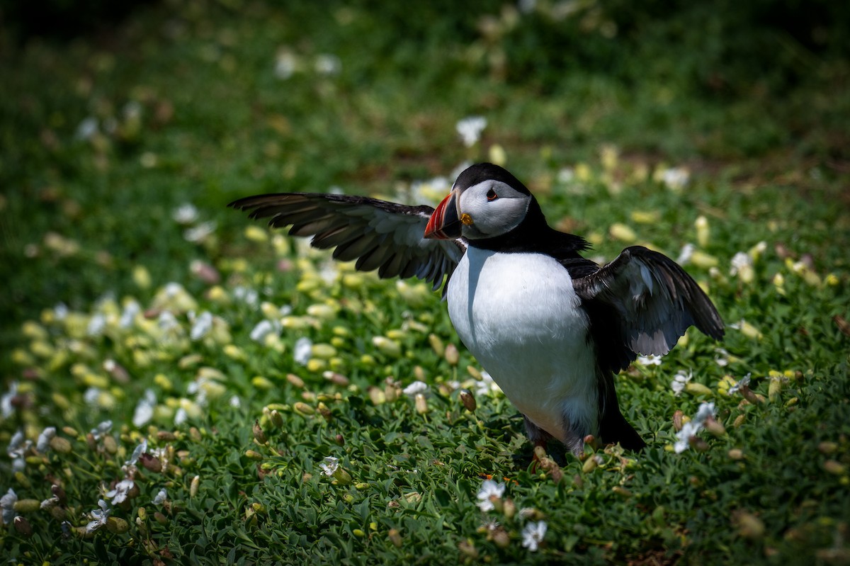 Atlantic Puffin - Ronan Toomey