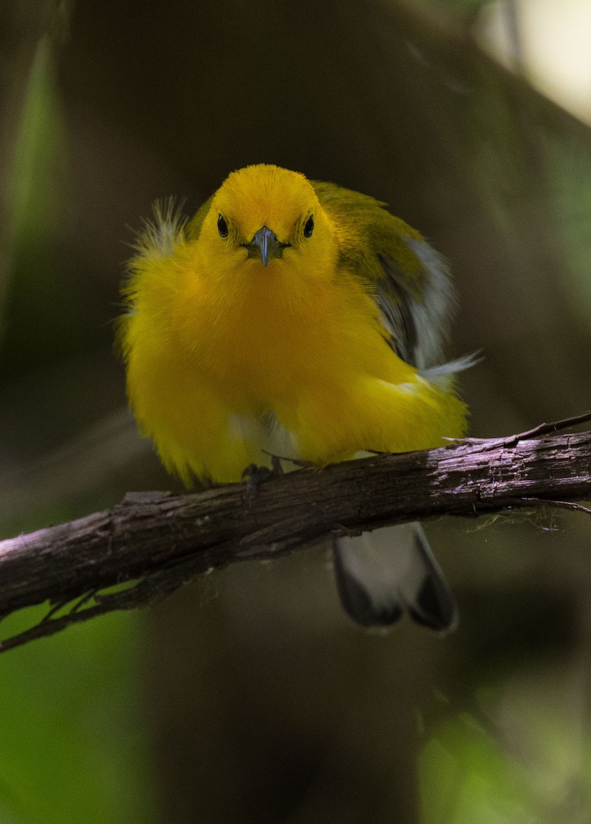 Prothonotary Warbler - Jim Bille