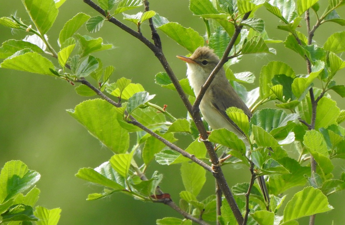 Marsh Warbler - Antoni Ostoja-Lniski