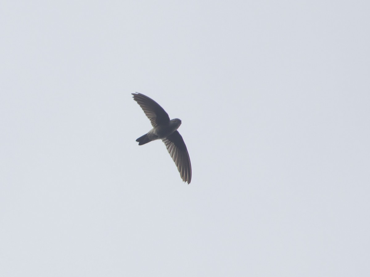 White-rumped Swiftlet - ML619478169