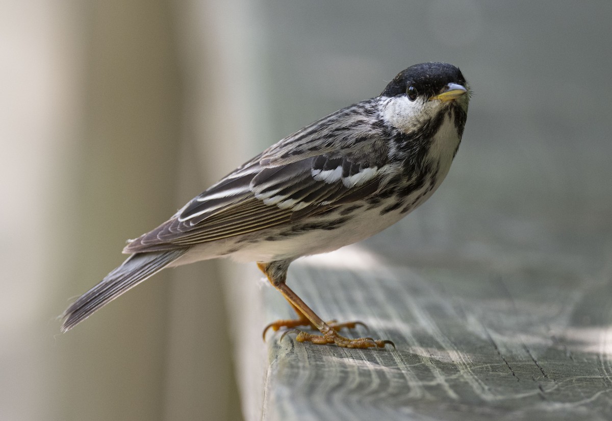 Blackpoll Warbler - Jim Bille