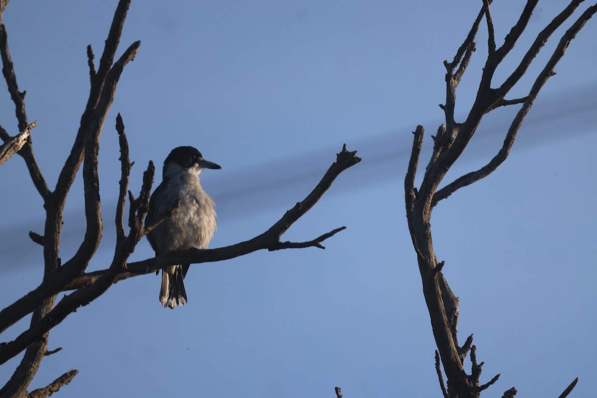 Gray Butcherbird - GEOFFREY SHINKFIELD