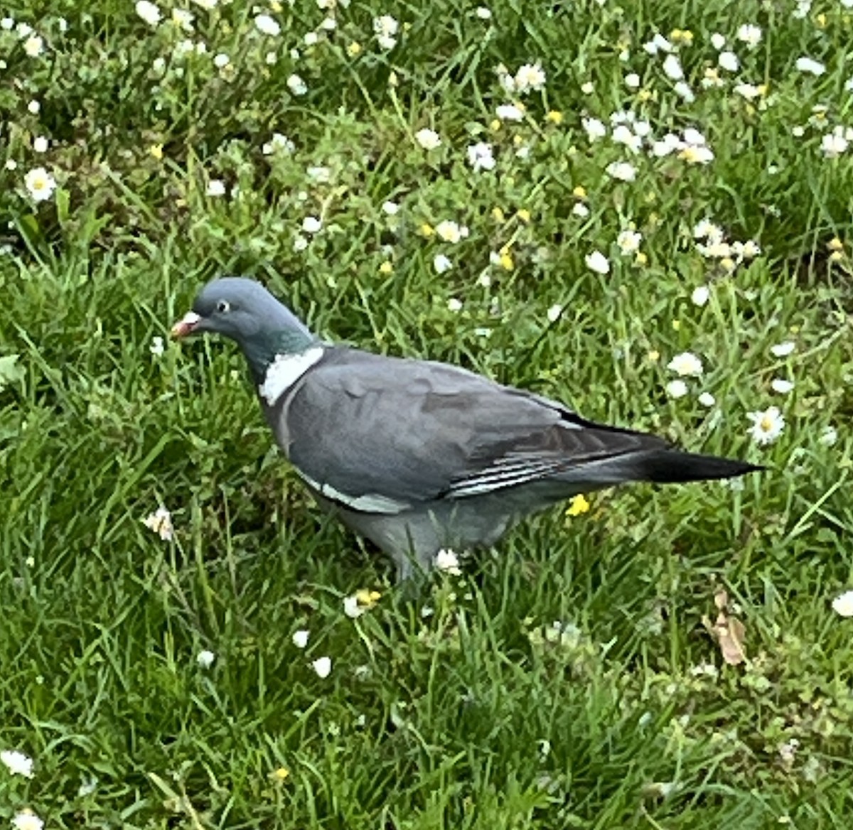 Common Wood-Pigeon - Patti Haynes