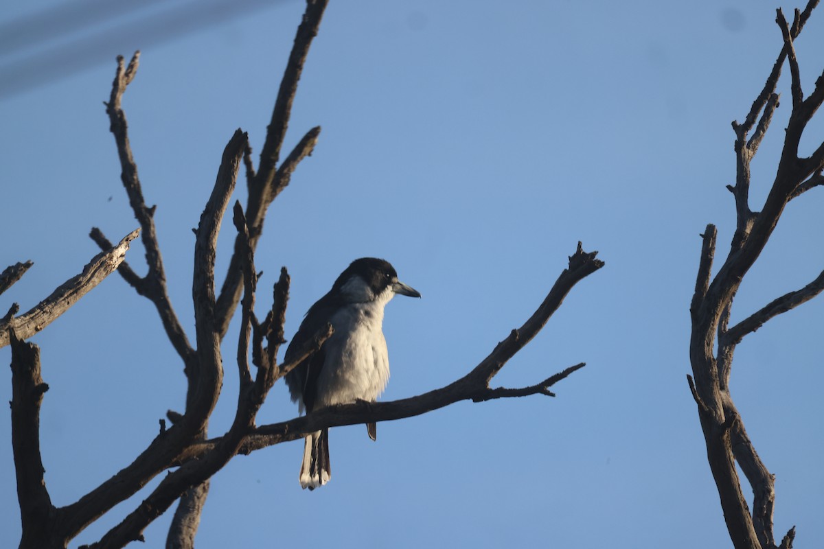 Gray Butcherbird - GEOFFREY SHINKFIELD