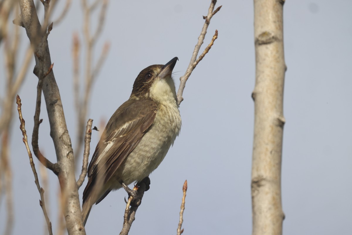 Gray Butcherbird - GEOFFREY SHINKFIELD