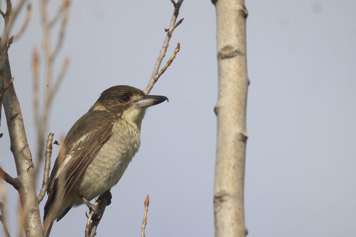 Gray Butcherbird - GEOFFREY SHINKFIELD