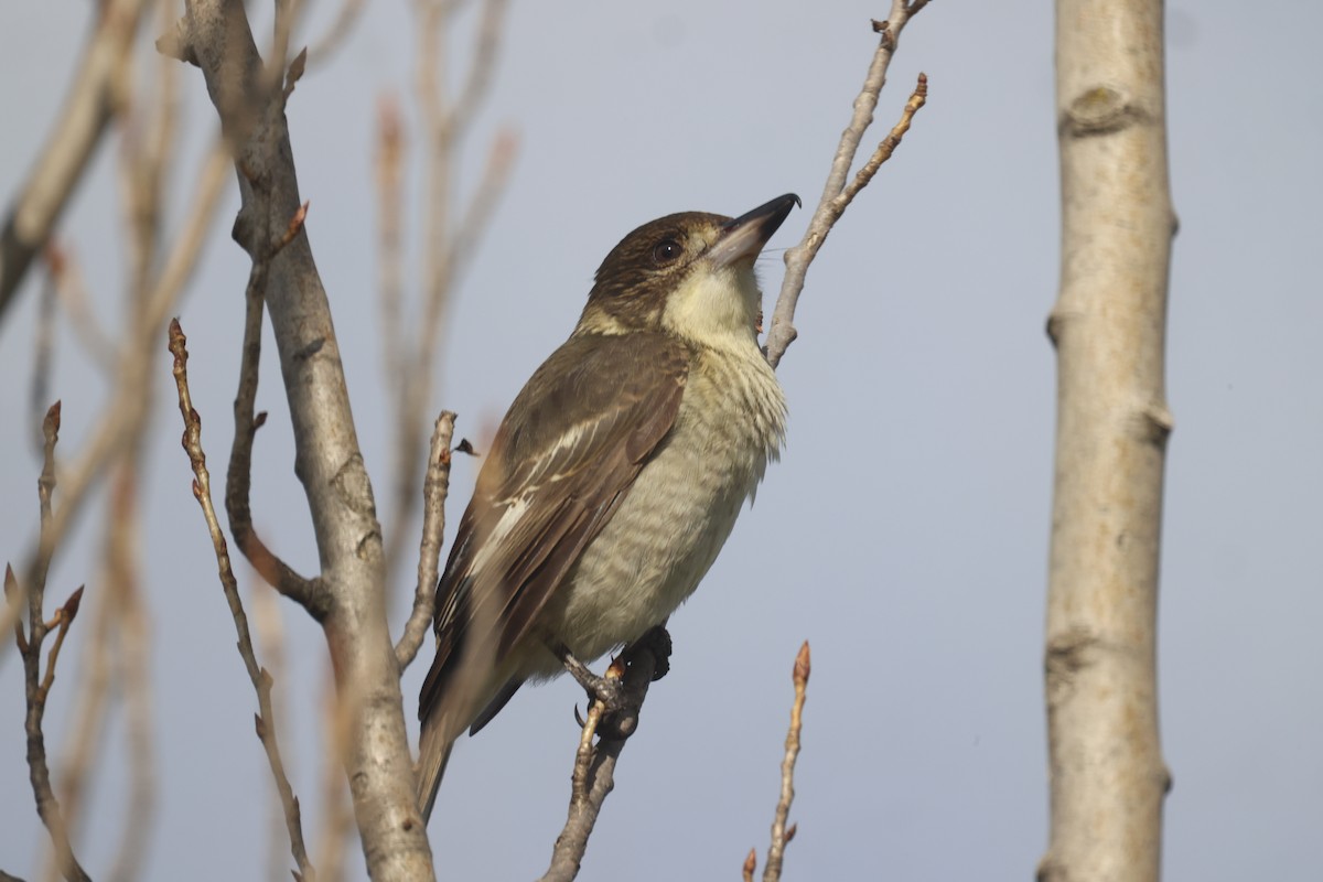 Gray Butcherbird - GEOFFREY SHINKFIELD