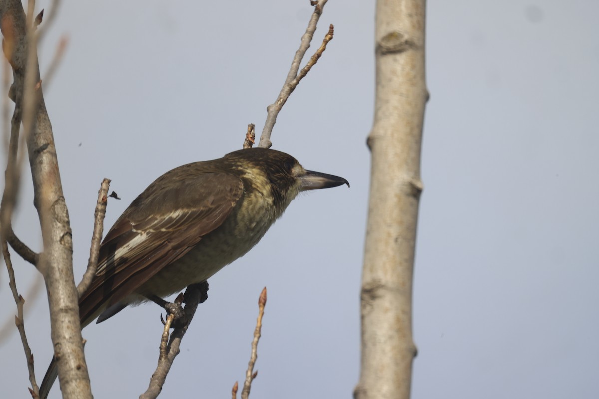 Gray Butcherbird - GEOFFREY SHINKFIELD