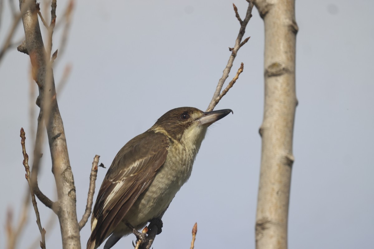 Gray Butcherbird - GEOFFREY SHINKFIELD