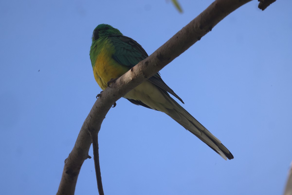 Red-rumped Parrot - GEOFFREY SHINKFIELD