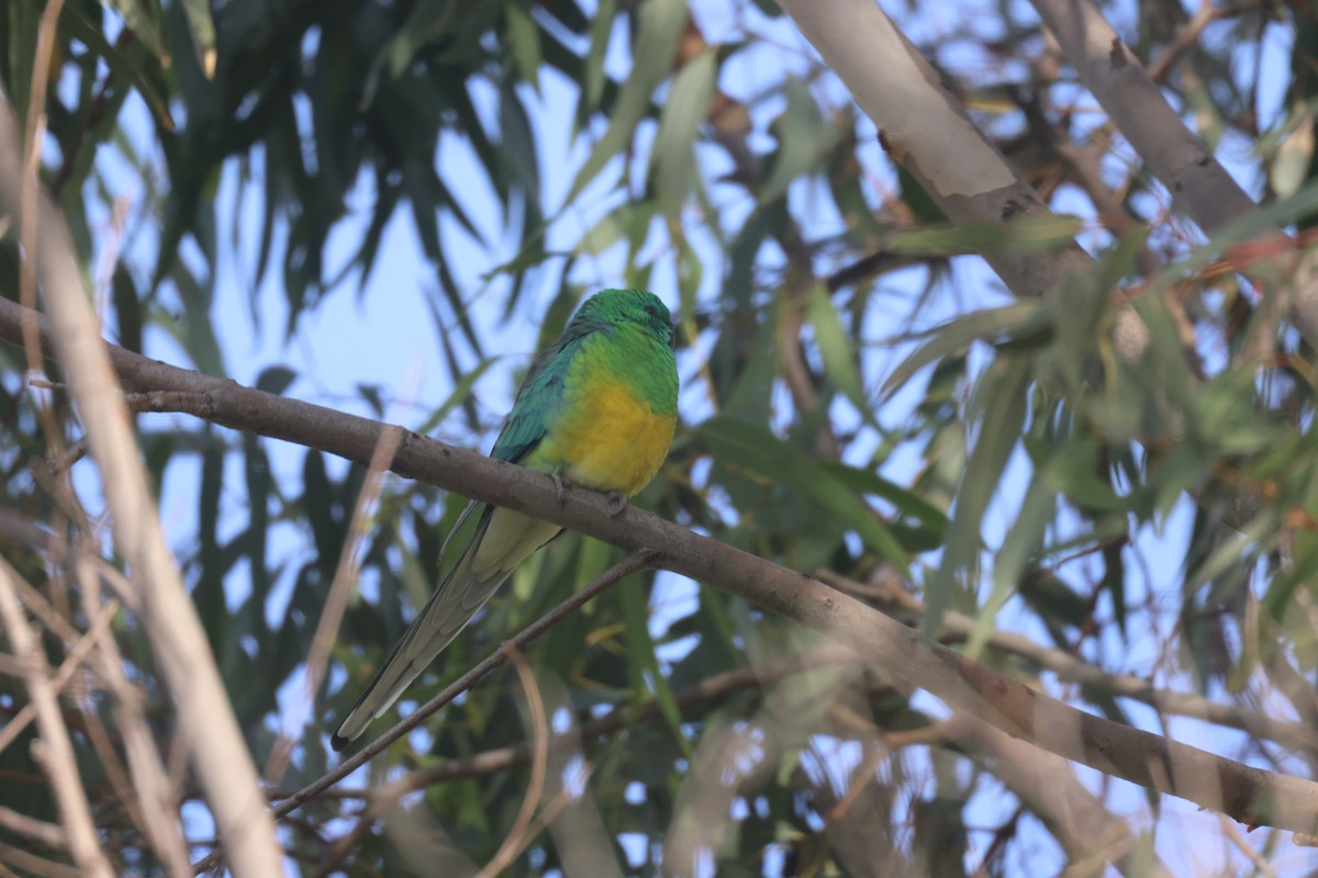 Red-rumped Parrot - GEOFFREY SHINKFIELD