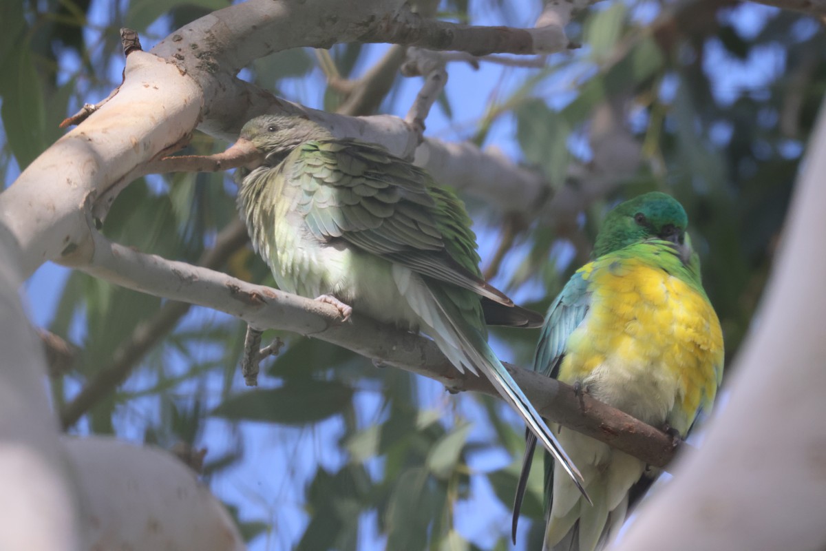 Red-rumped Parrot - GEOFFREY SHINKFIELD